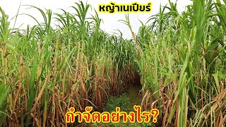 How to get rid of napier grass