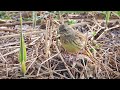 ギター日記　今日の野鳥　・　まつぶし緑の丘公園　2022年3月23日