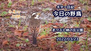 ギター日記　今日の野鳥　・　まつぶし緑の丘公園　2022年3月23日