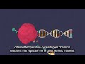 how do covid 19 tests work rt pcr explained.