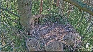 Ūpis Latvia  Eurasian Eagle owl 2017-06-08 Hello...9:32