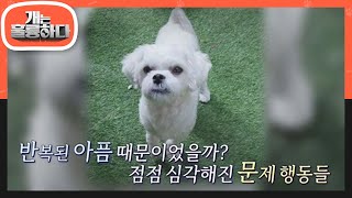 세 번의 파양이란 아픔을 겪은 오늘의 고민견 호야의 사연..😥 [개는 훌륭하다/Dogs Are Incredible] | KBS 230206 방송