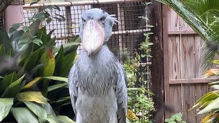 ハトゥーウェ アサンテ ミリーのようす　2022年7月5日 上野動物園