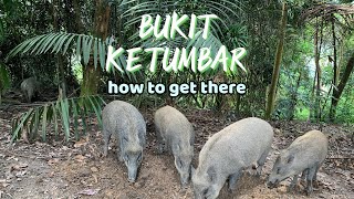 Hike @ Bukit Ketumbar | How to get there