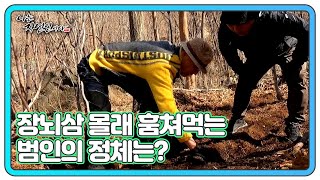 장뇌삼 심는 자연인! 열심히 심은 장뇌삼 몰래 훔쳐먹는 범인의 정체는? MBN 220420 방송