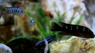 World Famous Fish types and Malavi Fish animals video 2 (Sri comely 16)