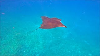 沖縄・ケラマ諸島・①黒島北②ウチザン礁③パルメザンでドリフトダイビング