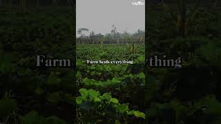 Farm heals everything | Managed Farmlands in Mysore | Agriculture Lands