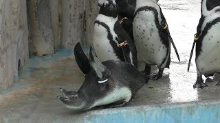 ケープペンギン (上野動物園) 2018年12月11日