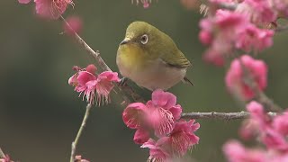 特別名勝・栗林公園で梅まつり　3月上旬まで見頃　高松市