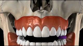 Plaque Disclosing Tablets