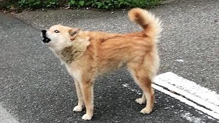 まさか犬！？　注意喚起・拡散希望です