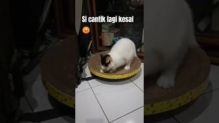 Gawat kalau kucing lagi marah