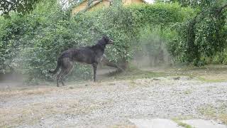 Scottish deerhounds play in the garden