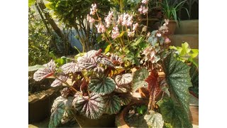 11 types of Begonia from our home garden | Caring tips | বেগনীয়া ফুলৰ সংগ্ৰহ আৰু যত্ন !