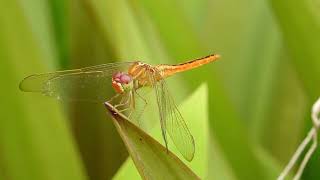 Female Adult Common Scarlet