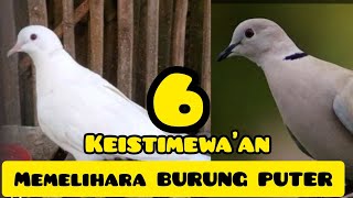 KEISTIMEWA'AN memelihara /merawat burung puter putih / coklat.