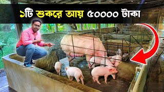 ১ টি শুকর থেকে আয় করুন ৫০০০০ টাকা | Pig Farm | Suar Palan | Pig Farming | Hog Farm