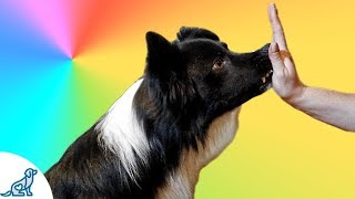 How To Teach Your Dog To Touch Your Hand- Nose Target - Professional Dog Training Tips