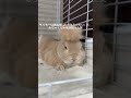 もっちーの毛を、頭に乗せてみた笑　 もふもふうさぎ rabbit うさぎちゃん bunny かわいいうさぎ うちのうさぎ うさぎさん 癒し 換毛期 ブラッシング