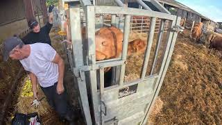 Weaning The Calves!