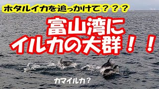 ホタルイカを追っかけて⁉️富山湾にイルカの大群‼️