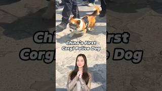 China’s First Corgi Police Dog 🐾 #china #dog #corgi #cuteanimals #trending #shor