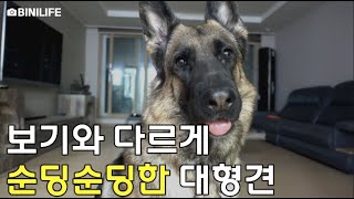 저먼셰퍼드 : 계속 귀찮게 말 걸었더니,,ㅋㅋㅋㅋ