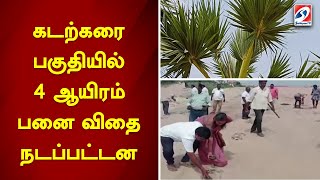 கடற்கரை பகுதியில் 4 ஆயிரம் பனை விதை நடப்பட்டன