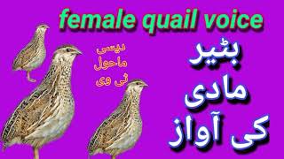 female batair ki awaz 2023__ batair ki kirak