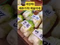 배추가격 예술이네 대박 미쳤어 폭락 시장 물가 food 집밥 김치 배추