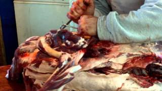 Cut Deer 8 minutes Heid Wild Game, Bone.MOV