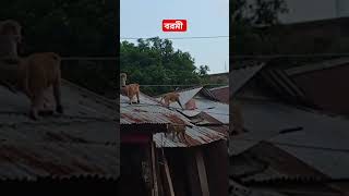 বানরের মেলা বরমী বাজার/ #monkey