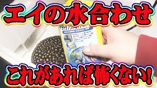 淡水エイがなぜ上級者向けなのかを解説します。これを知れば飼育難易度激低！