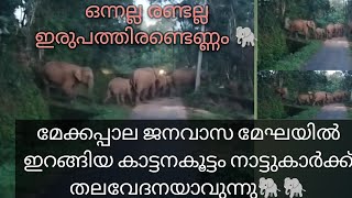 കാട്ടാന കൂട്ടം ജനവാസ മേഘയിൽ ഇറങ്ങിയപ്പോൾ 🐘🐘🐘!Miracleviews