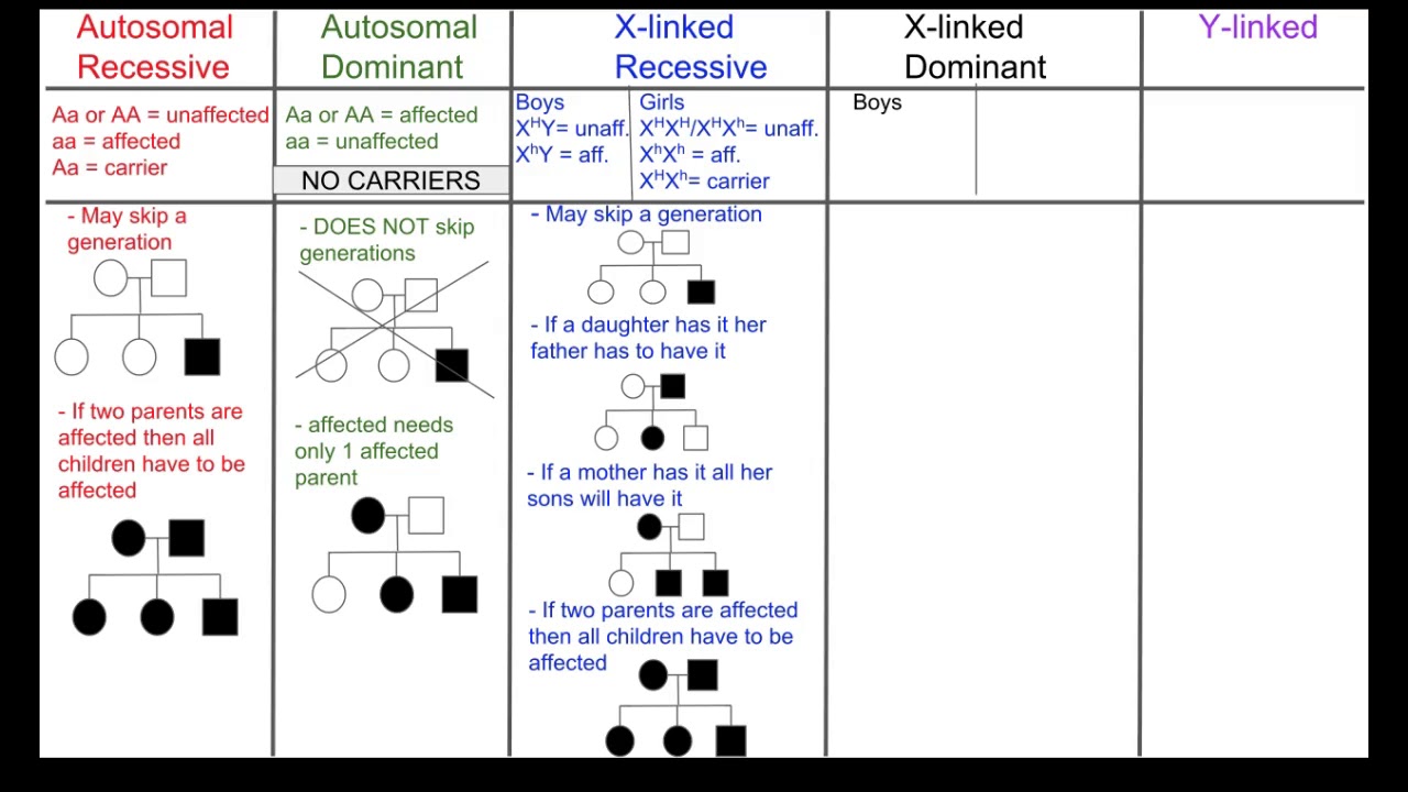 Biology 30 Modes Of Inheritance Chart - YouTube