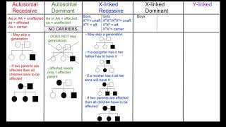 Biology 30 Modes of Inheritance Chart