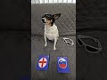 England vs Slovenia #euro2024 #uefaeuro2024 #soccerpredictions #england #slovenia #dog #groupstage