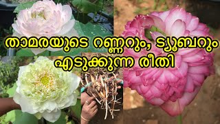 താമരയുടെ റണ്ണറും, ട്യൂബറും എടുക്കുന്ന രീതി. || How to take the lotus runner and tuber. ||