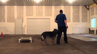 Jack (German Shepherd) Boot Camp Dog Training Video