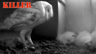 End of a short life. A male barn owl kills the offspring of another....