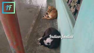 #VelloreRain - Heavy rain lashes Vellore Street dogs came to safe place