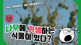 #68 나무에 기생하는 식물이 있다? 🌳 사이언스 플러스 재미있는 과학이야기