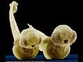 ✔ Amazing Deep Sea Microscopic Alien Entities ~ Beautiful Small Creatures