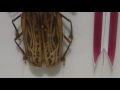 ＜世界で最もキバの長いカミキリムシ＞キバナガカミキリ：longhorn beetle macrodontia cervicornis