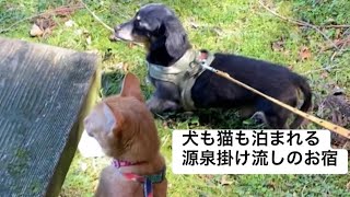 犬も猫も泊まれる源泉掛け流しのお宿