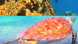 BEAUTIFUL GIANT SEA TURTLES: RELAXING MUSIC, AMAZING CORAL REEF FISH, BEST RELAXING AQUARIUM SOUNDS