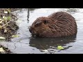 two beavers talking to each other ... turn it up to hear how they communicate