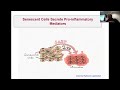 seminar targeting altered immune crosstalk in tissues to enhance immunity prof. arne akbar