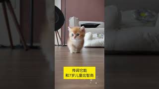 这个可爱的猫咪叫金渐层 #金渐层 #猫咪可爱